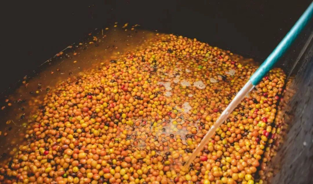 哥伦比亚咖啡品牌盘点与手冲指南:从蕙兰产区到杯中风味全解析 哥伦比亚咖啡品牌盘点与手冲指南:从蕙兰产区到杯中风味全解析