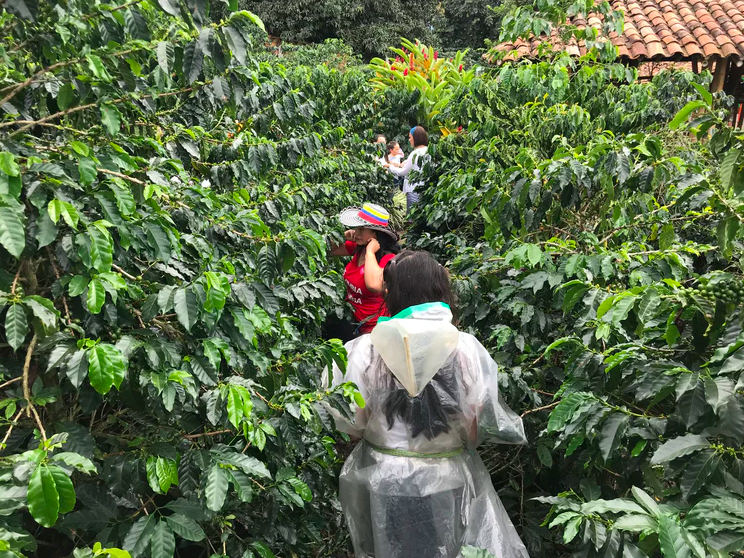 哥伦比亚咖啡种植海拔高度解析:高海拔如何塑造咖啡豆的优质风味 哥伦比亚咖啡种植海拔高度解析:高海拔如何塑造咖啡豆的优质风味