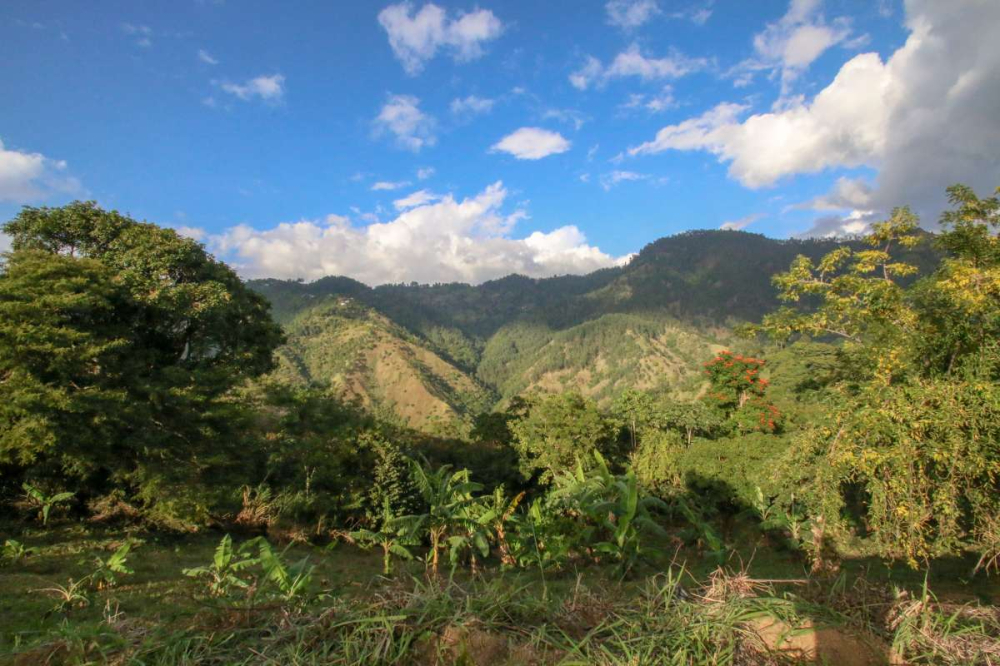 牙买加蓝山咖啡手冲指南:正宗蓝山豆的辨识方法与风味口感全面解析 牙买加蓝山咖啡手冲指南:正宗蓝山豆的辨识方法与风味口感全面解析