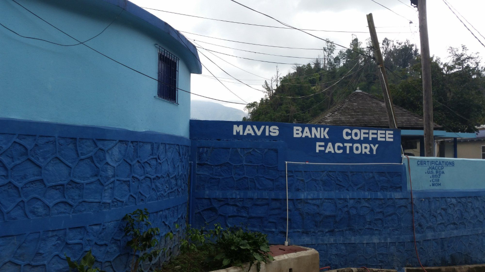 牙买加Mavis Bank蓝山一号庄园全解析：从产区风土到杯测冲泡指南