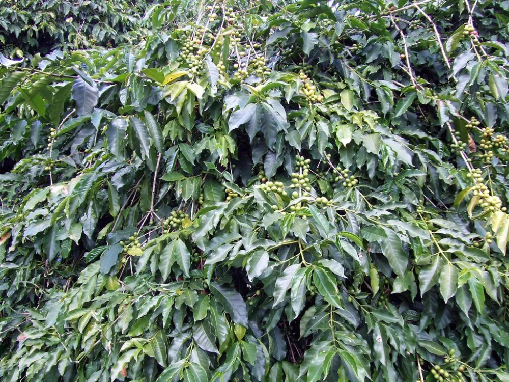 牙买加蓝山咖啡深度解析:JABLUM品牌、蓝山一号等级标准与黑咖啡风味功效 牙买加蓝山咖啡深度解析:JABLUM品牌、蓝山一号等级标准与黑咖啡风味功效
