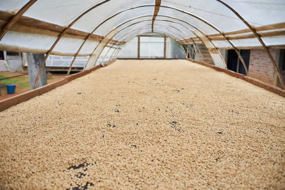 哥伦比亚咖啡品种风味解析:从蕙兰产区到特色处理法的全面指南 哥伦比亚咖啡品种风味解析:从蕙兰产区到特色处理法的全面指南