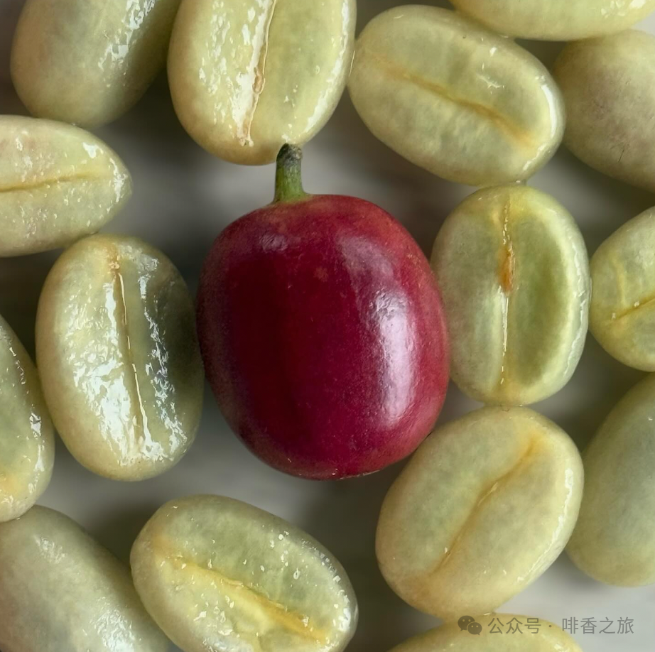 铁皮卡与波旁的区别及主要衍生品种:从起源、植株特性到杯中风味全面解析 铁皮卡与波旁的区别及主要衍生品种:从起源、植株特性到杯中风味全面解析