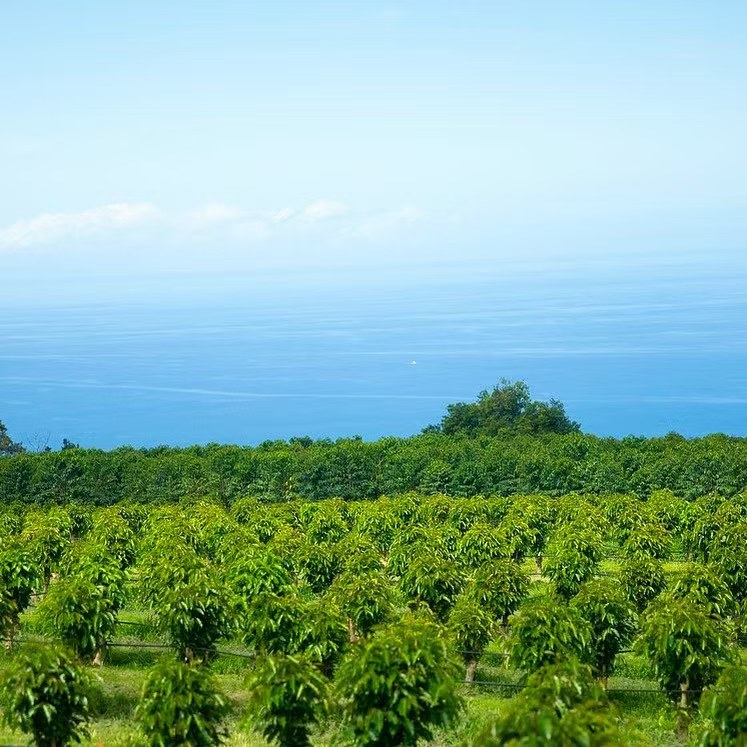 低海拔也能产出顶级风味:夏威夷科纳咖啡豆产地、品种与冲煮全解析 低海拔也能产出顶级风味:夏威夷科纳咖啡豆产地、品种与冲煮全解析