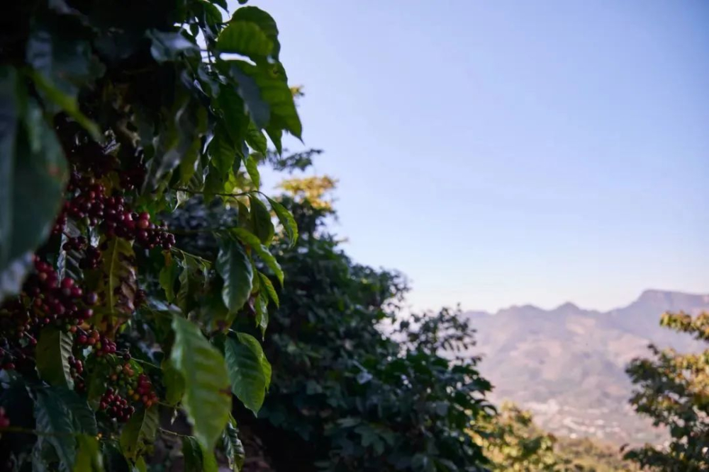 危地马拉咖啡有何独特之处?八大产区风味与处理法全面解析 危地马拉咖啡有何独特之处?八大产区风味与处理法全面解析