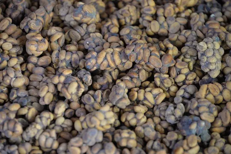 印度尼西亚咖啡豆全解析:罗布斯塔与阿拉比卡的风味特征及曼特宁传奇 印度尼西亚咖啡豆全解析:罗布斯塔与阿拉比卡的风味特征及曼特宁传奇