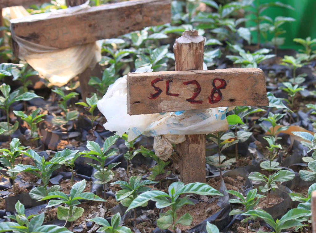 肯尼亚手冲咖啡豆品牌推荐:SL28/SL34品种风味与冲煮参数全解析 肯尼亚手冲咖啡豆品牌推荐:SL28/SL34品种风味与冲煮参数全解析