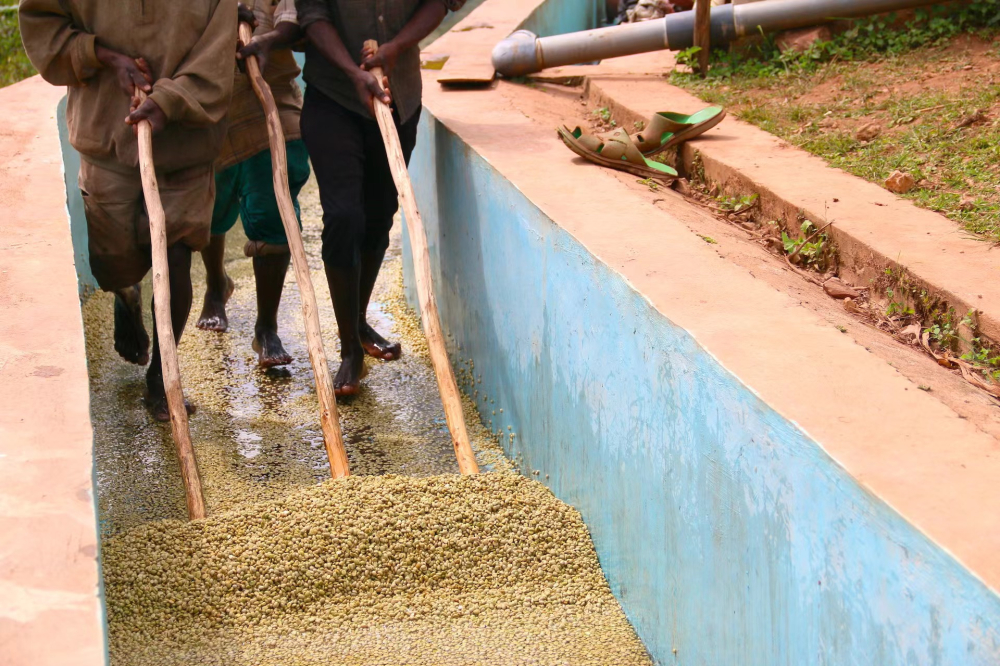 千丘之国的咖啡密码:卢旺达波旁种的风味版图与水洗工艺解析 千丘之国的咖啡密码:卢旺达波旁种的风味版图与水洗工艺解析