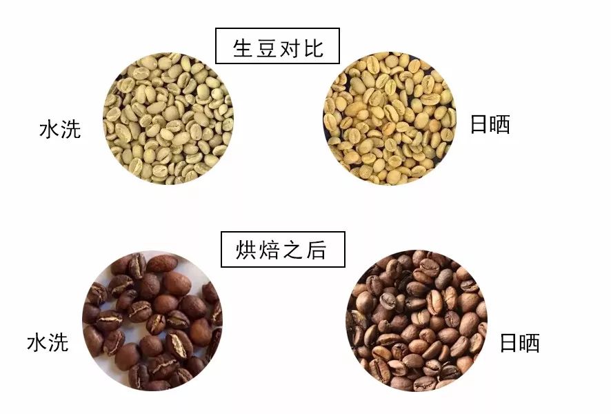 非洲咖啡产地风味与处理法全解析:埃塞俄比亚、肯尼亚等国的豆种特色 非洲咖啡产地风味与处理法全解析:埃塞俄比亚、肯尼亚等国的豆种特色