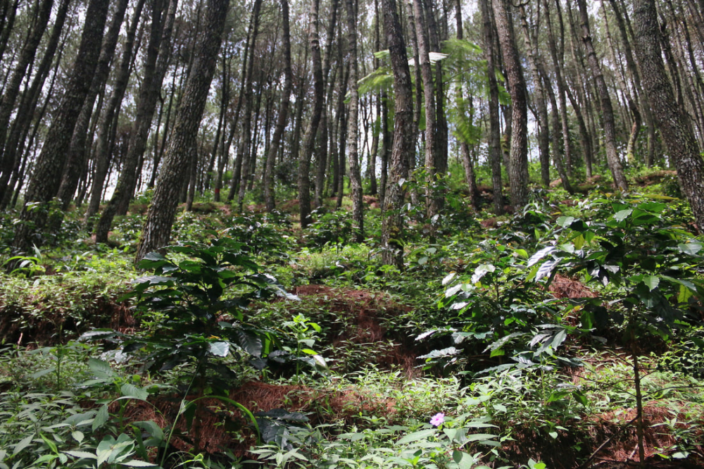 两湖双曼指什么?细说苏门答腊曼特宁的产区差异与风味渊源 两湖双曼指什么?细说苏门答腊曼特宁的产区差异与风味渊源