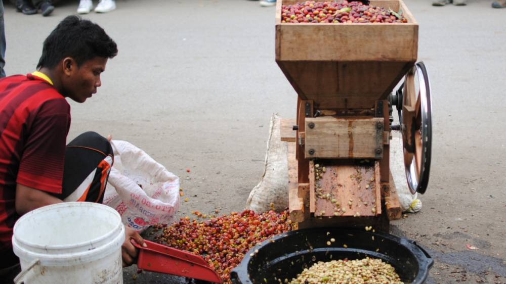 苏门答腊曼特宁怎么选?PWN黄金曼特宁价格与湿刨工艺全解析 苏门答腊曼特宁怎么选?PWN黄金曼特宁价格与湿刨工艺全解析