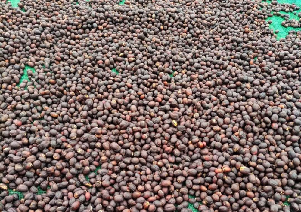 耶加雪菲精品咖啡豆精选：品种、产区、处理法与市场价格全解析