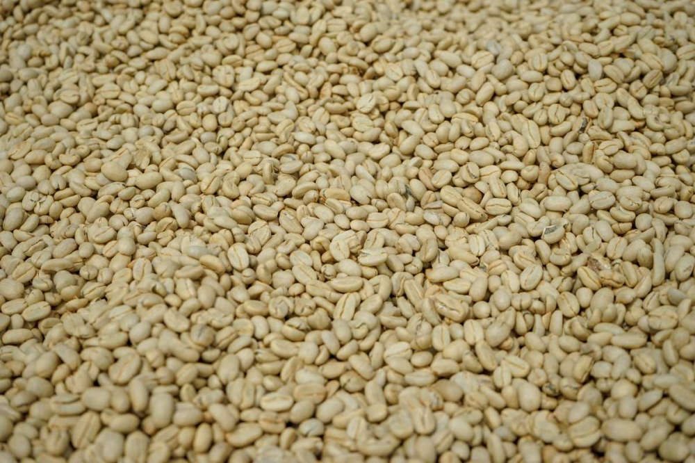 耶加雪菲沃卡咖啡风味解析:从品种产地到蜂蜜甜香与花果调性的完整指南 耶加雪菲沃卡咖啡风味解析:从品种产地到蜂蜜甜香与花果调性的完整指南