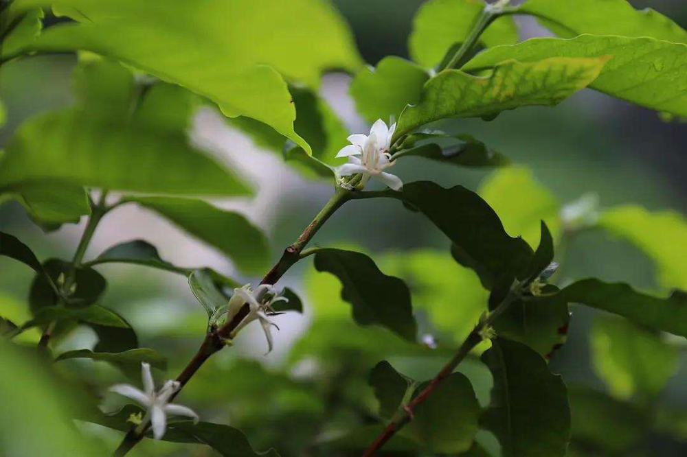 巴拿马瑰夏咖啡风味解析与三种冲煮方式：手冲、法压壶及冷萃做法