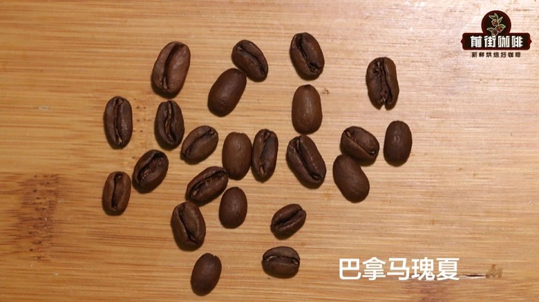 巴拿马瑰夏豆的饱满外形
