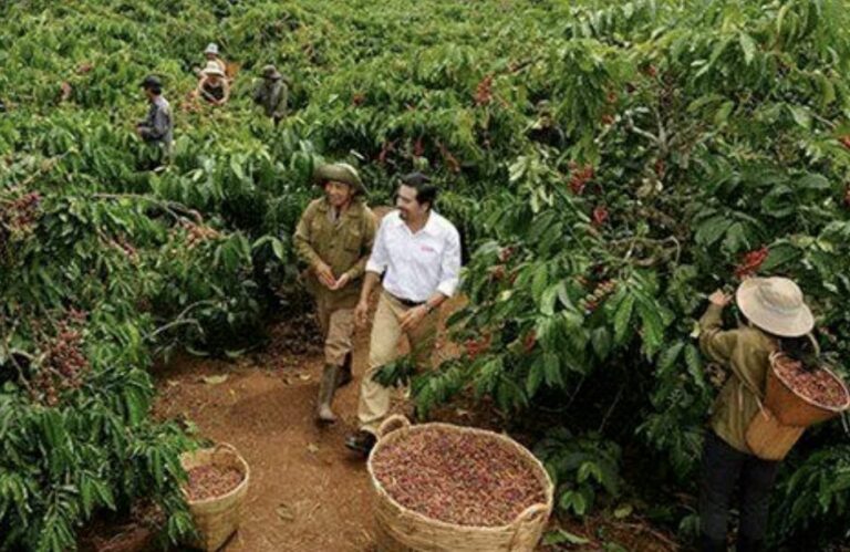 Climate impact: Vietnam Robusta will reduce production by 20%.